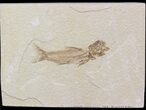 Scarce Amphiplaga Fossil Fish - Wyoming #41140-1